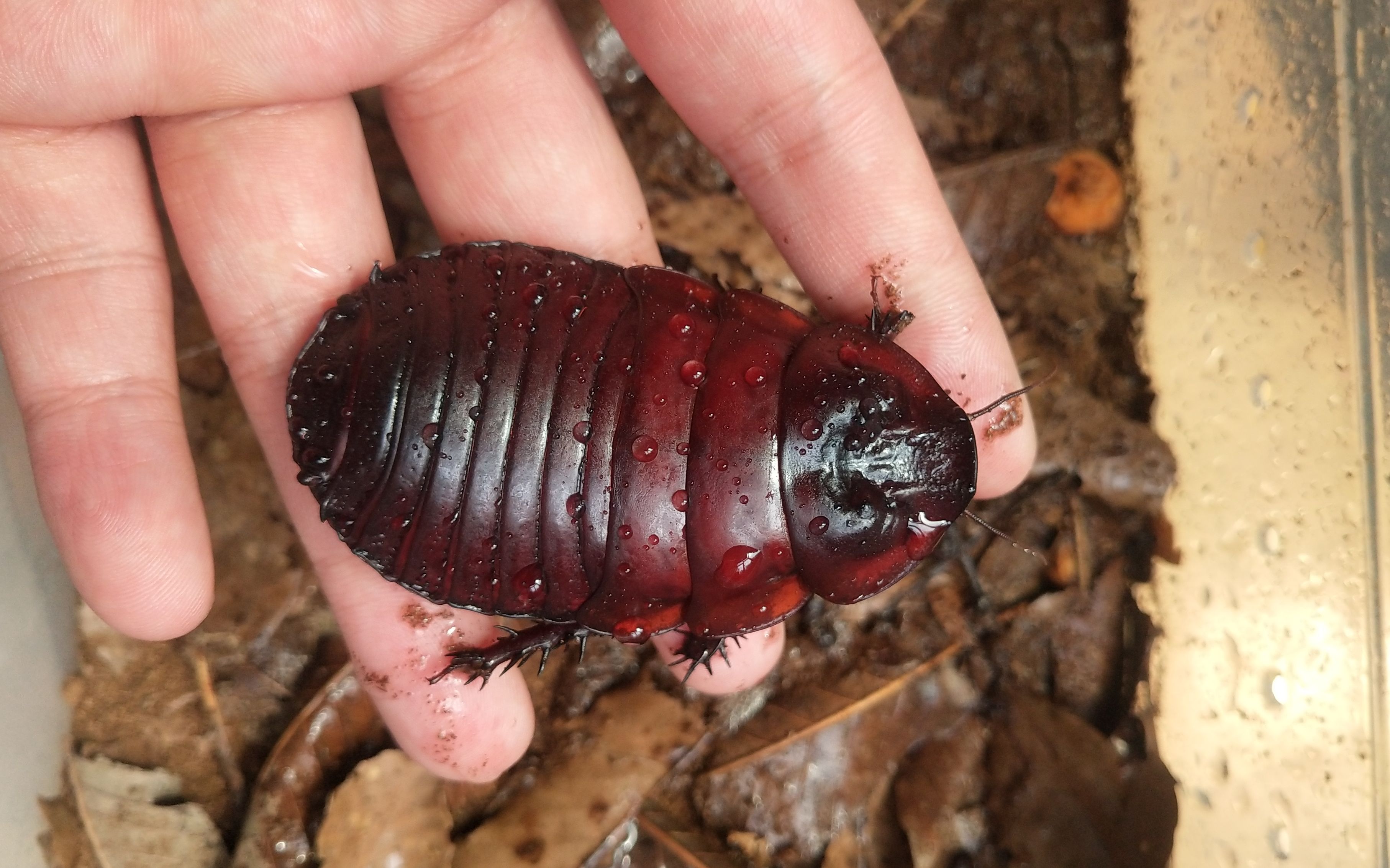 macropanesthiarhinoceros犀牛蟑螂基础饲养