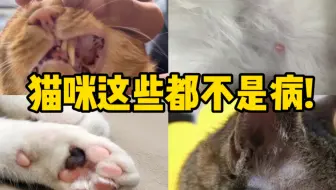 别让无知害了你家猫！这5个都不是病！