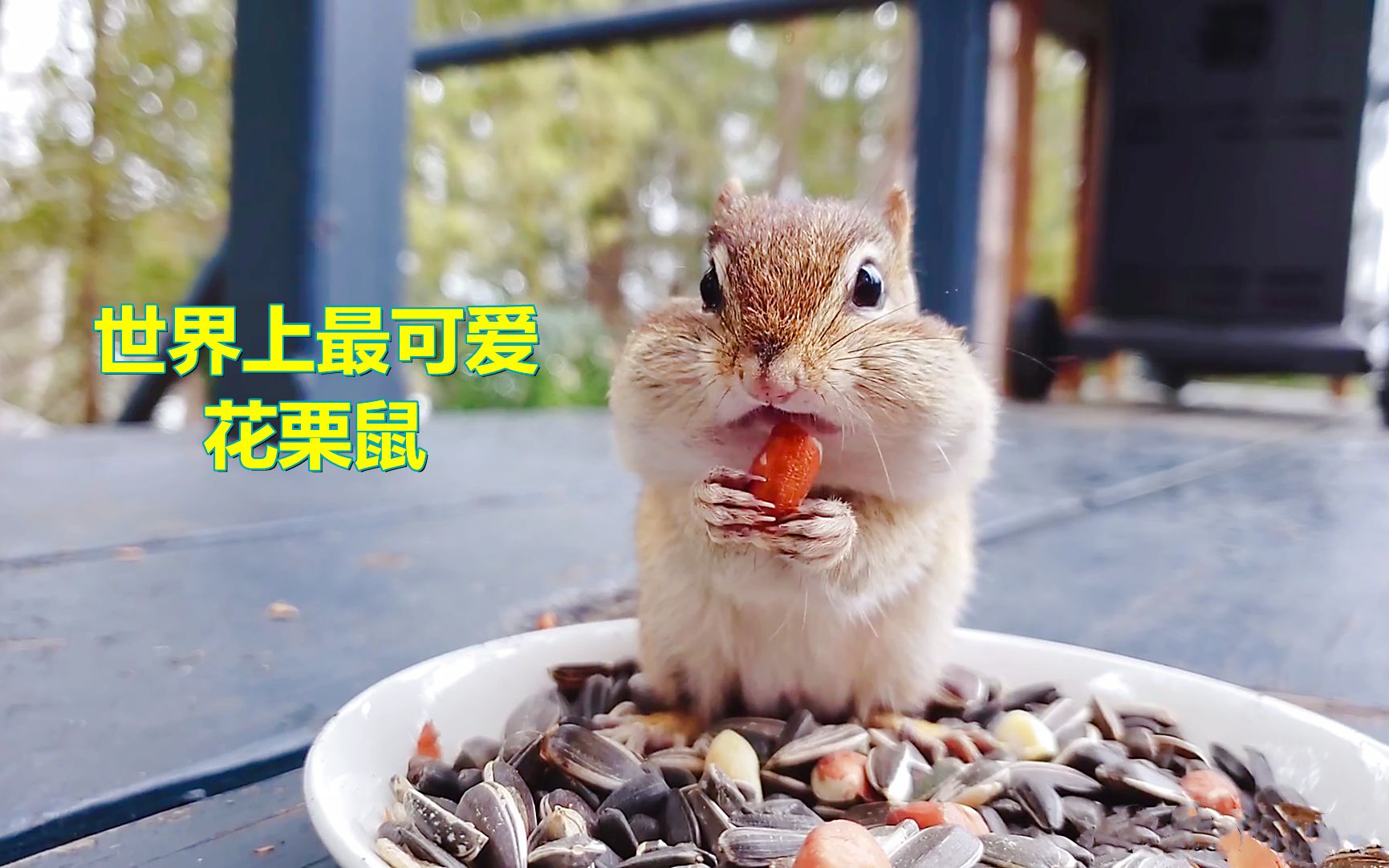 世界上最可爱的花栗鼠,嗑瓜子时的样子,萌呆了众人