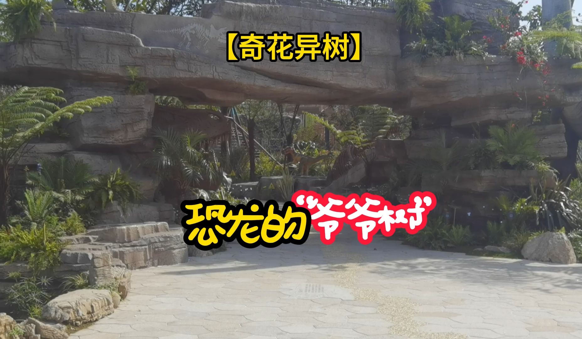 【奇花异树】恐龙的"爷爷树"