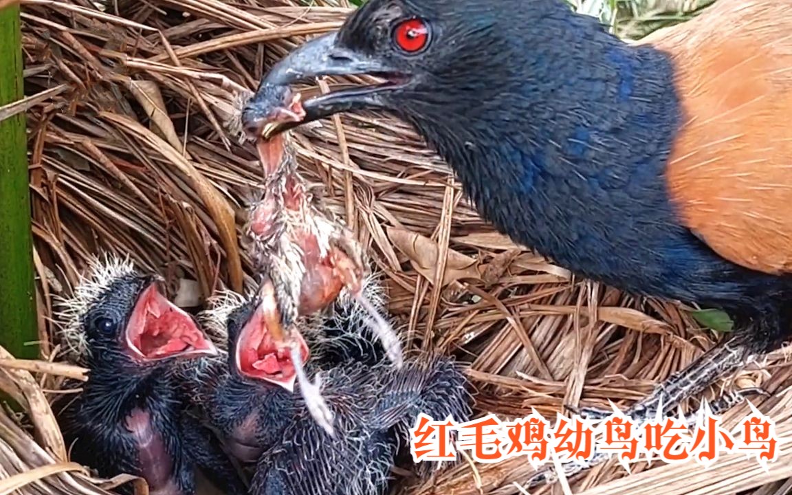 红毛鸡育雏:鸟妈捕来一只其它鸟类幼崽喂给宝宝