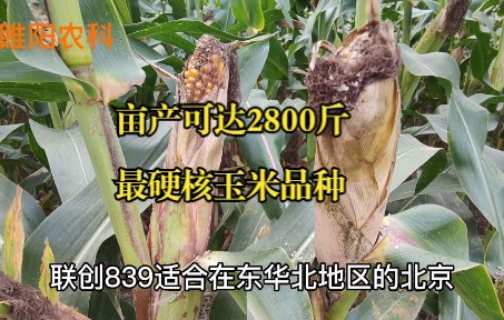 亩产可达2800斤,这个最硬核的玉米品种,矮秆抗病又抗倒哔哩哔哩bilibili