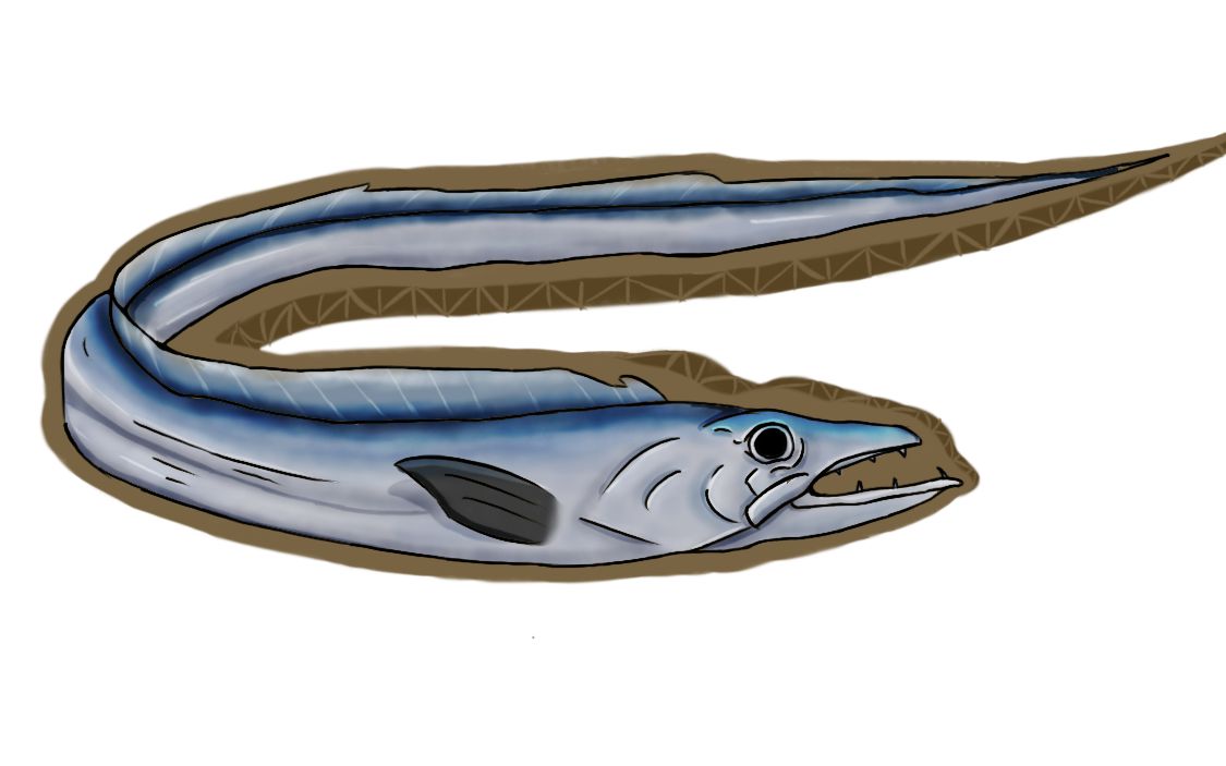 【怪鱼档案】- 沙带鱼(原生种)