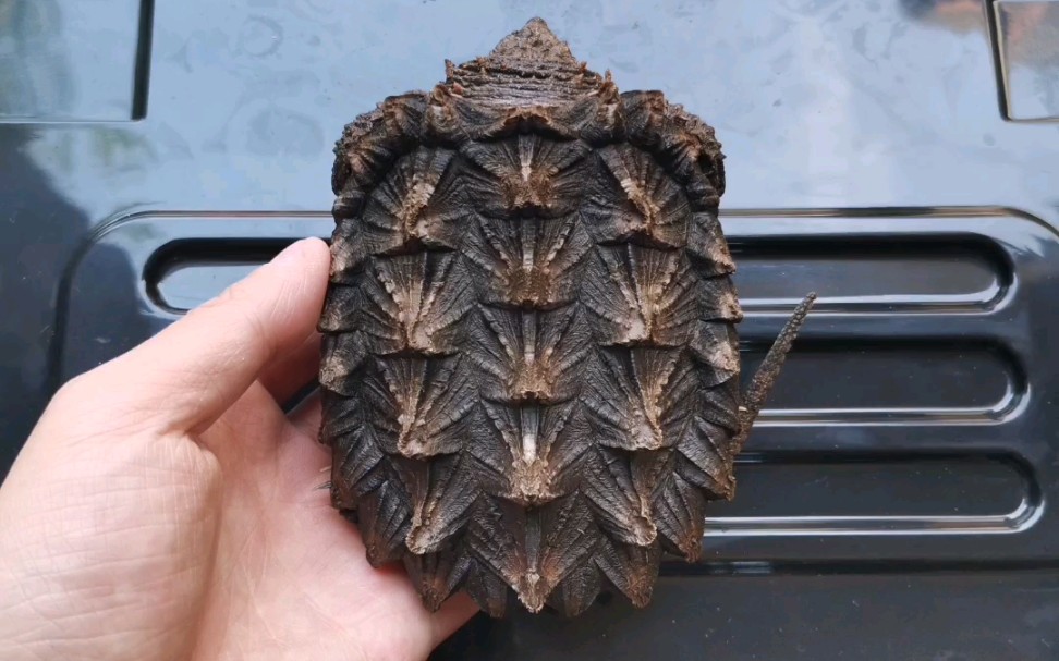 普通大鳄龟"大蒜砣子"简单记录下
