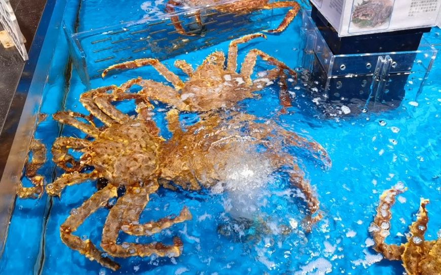 黄金帝王蟹_哔哩哔哩_bilibili