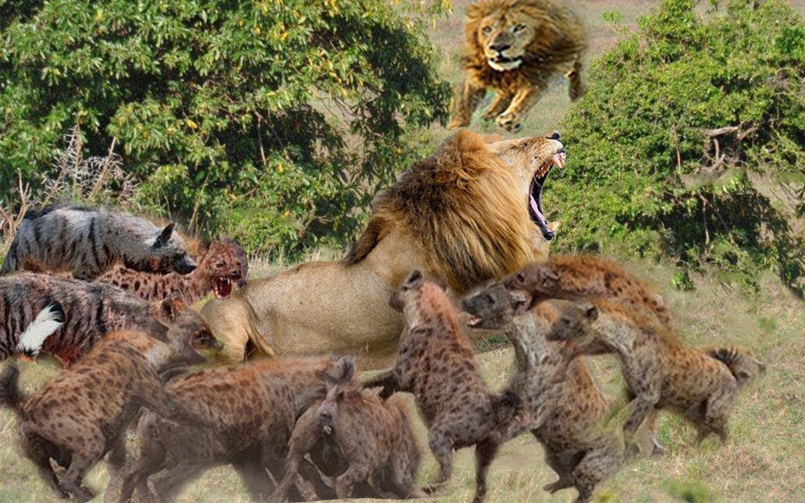 惨案:落单的狮子被鬣狗围攻,嗷嗷大叫天地不灵