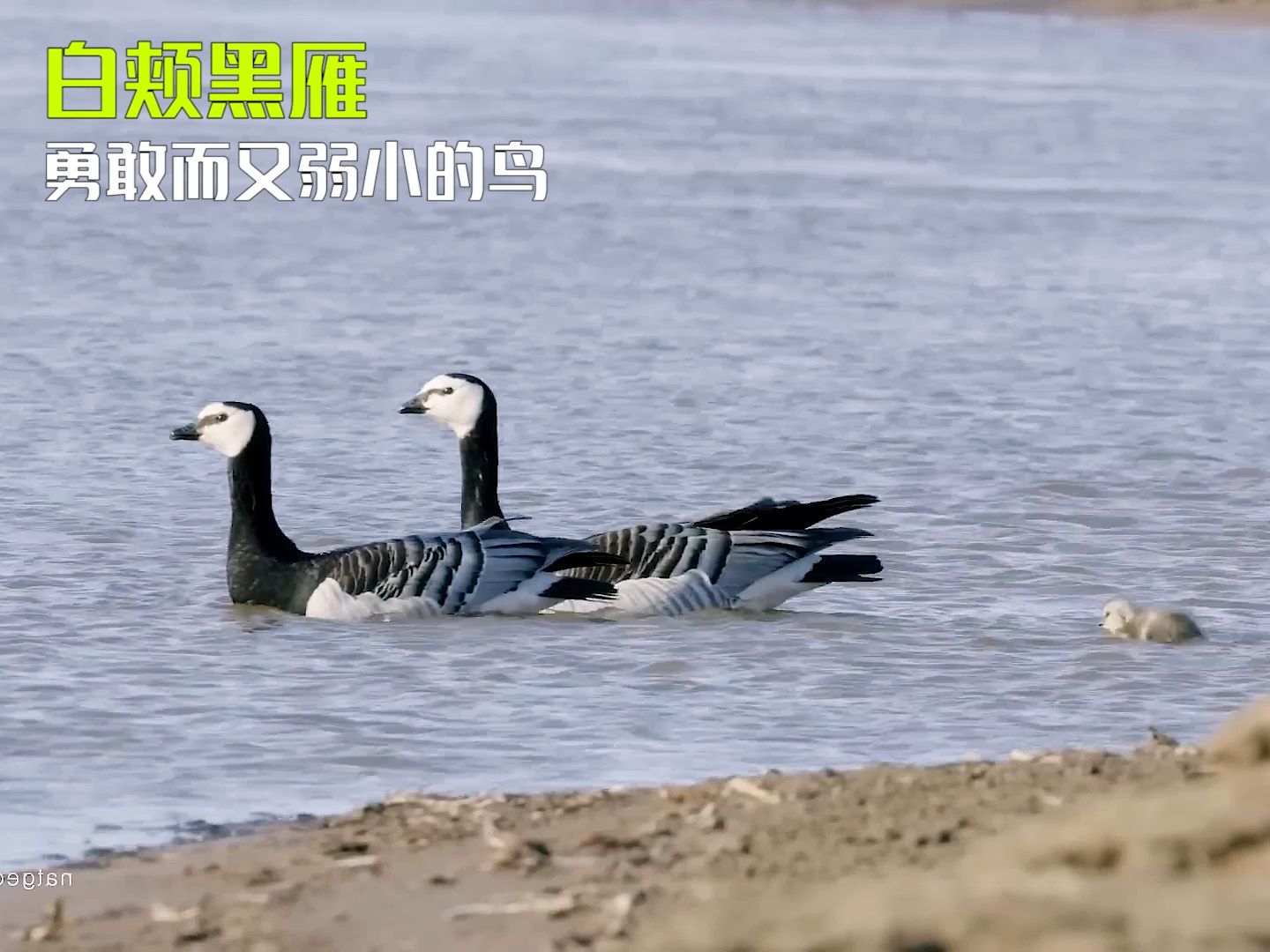 刚出生就要跳下悬崖的鸟 白颊黑雁