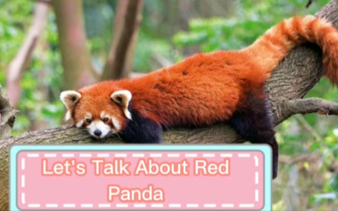 [图]Facts About Red Panda