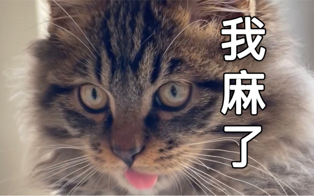 长毛狸花猫喝了洗脚水以后,舌头失去知觉,开始怀疑喵生.