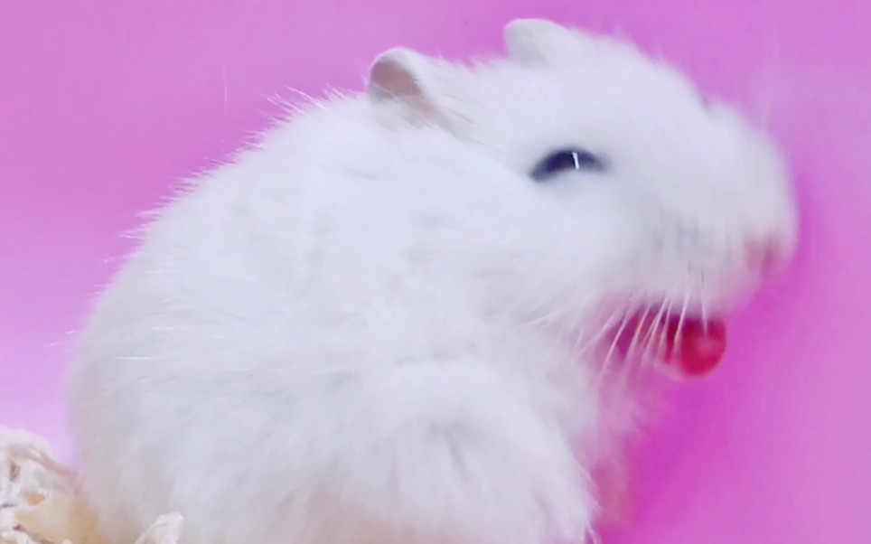 仓鼠奶糖打哈欠小合集