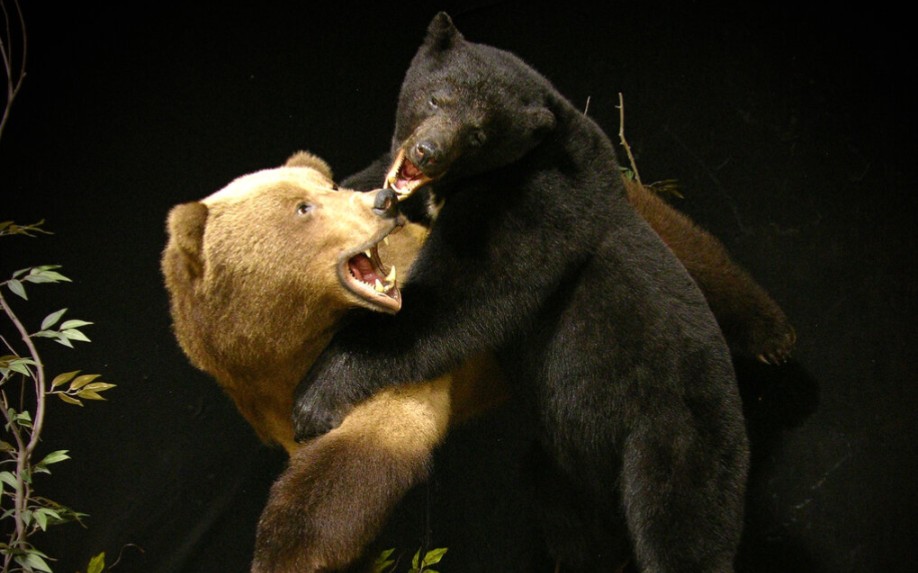 动物园黑熊与棕熊打闹