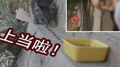 大家都看到了噢！这几只小猫咪是自己来我家院子流浪的