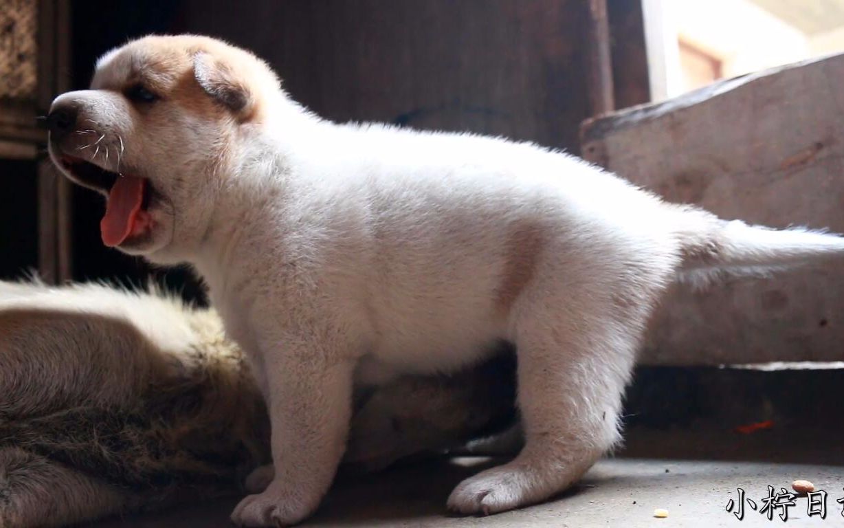 中华田园犬这小奶狗可能抑郁了把妈妈压在身下狂扯