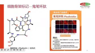 Download Video: 细胞骨架标记——鬼笔环肽染色技巧