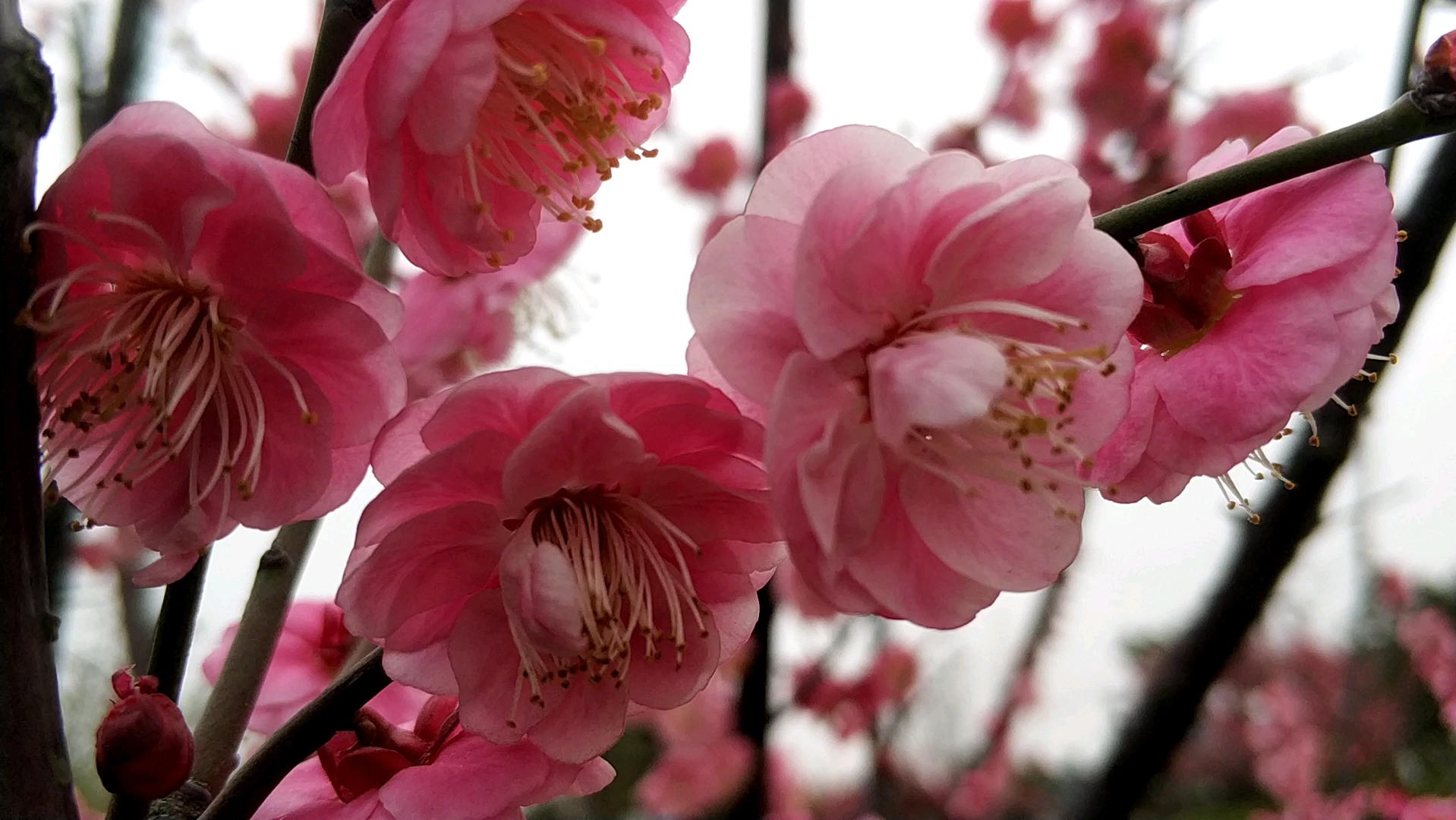 宫粉台阁梅花特征图片