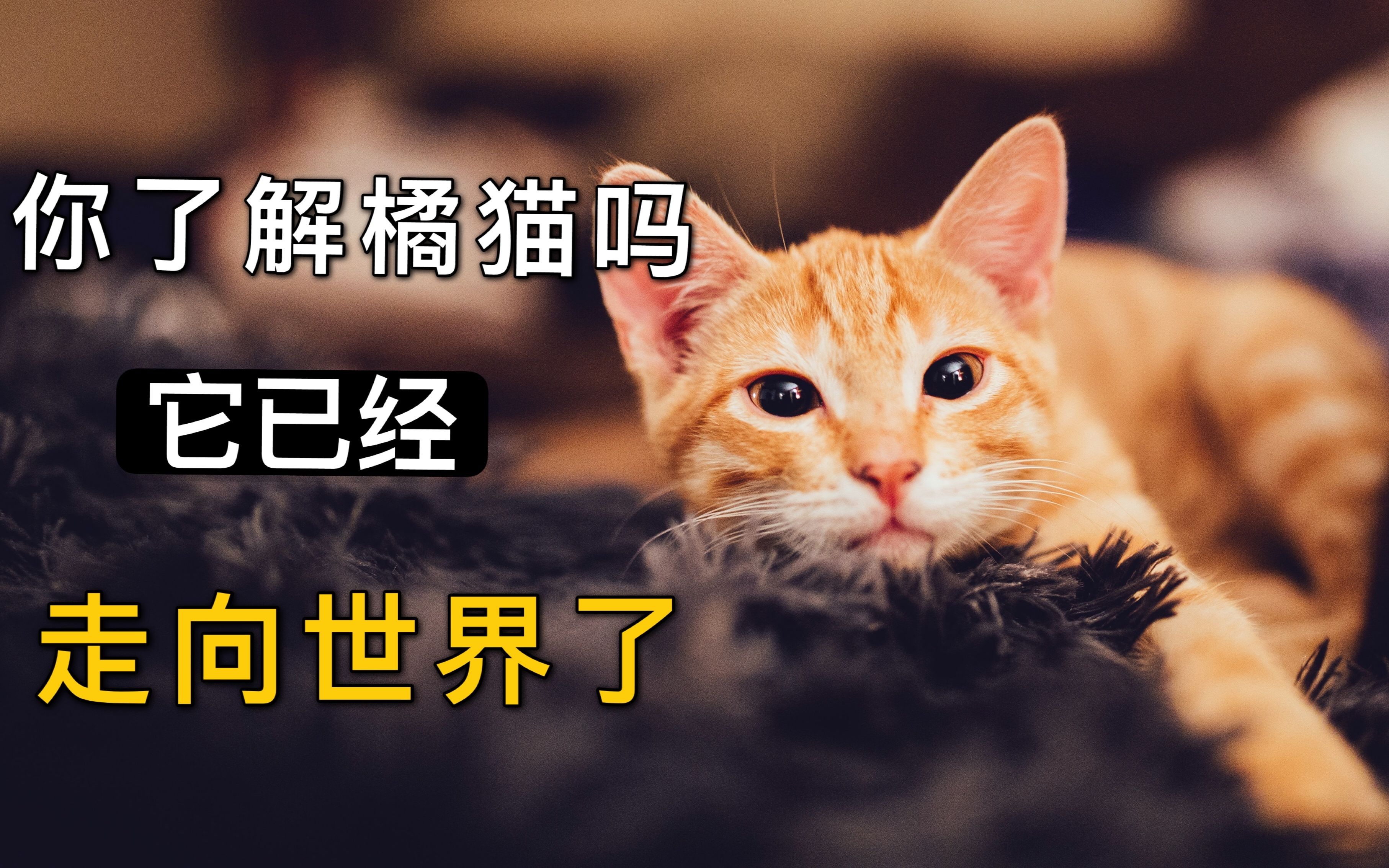 你对橘猫的了解只是皮毛,它已经走向世界了哔哩哔哩bilibili