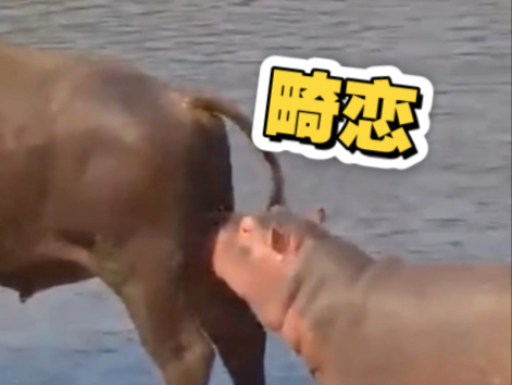 水牛和河马不能说的秘密