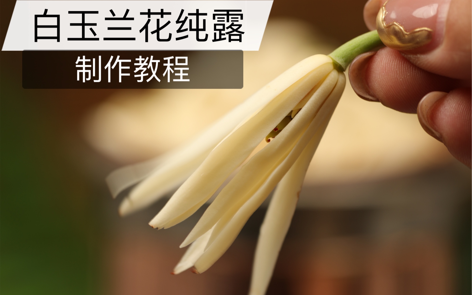 [图]芳疗师用60s教你制作白玉兰花纯露！味道竟然那么好闻！这个夏天一定要拥有它！