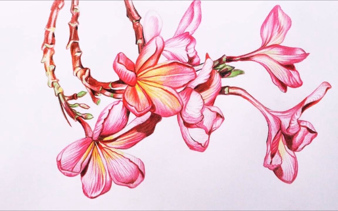 【彩铅画】鸡蛋花 -手绘速写过程