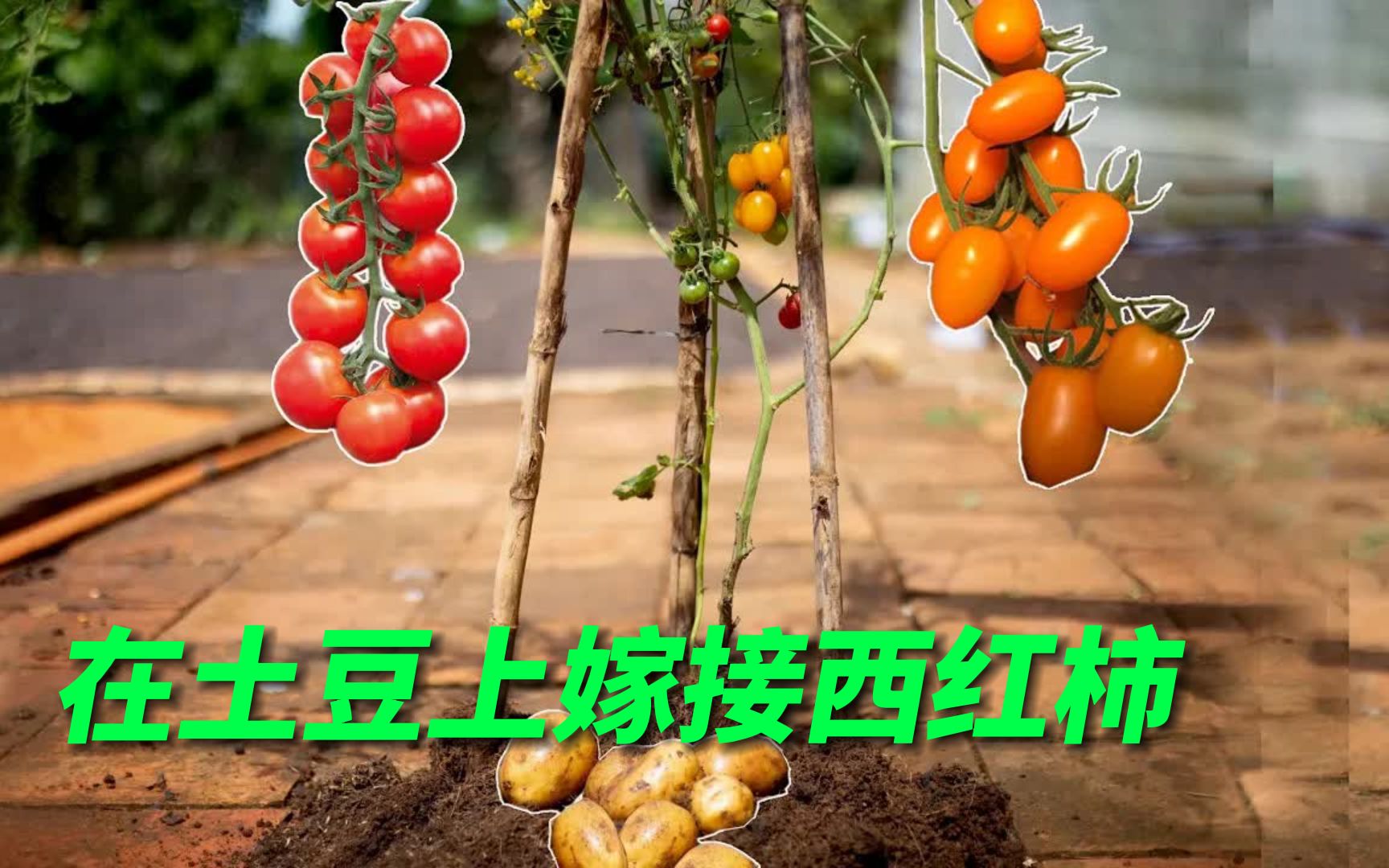 土豆西红柿图片素材-编号13949292-图行天下