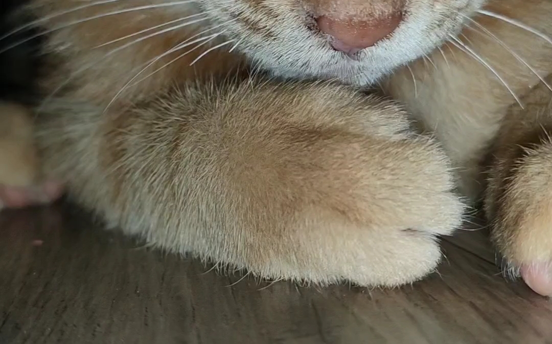 小猫咪~喵喵喵_哔哩哔哩_bilibili