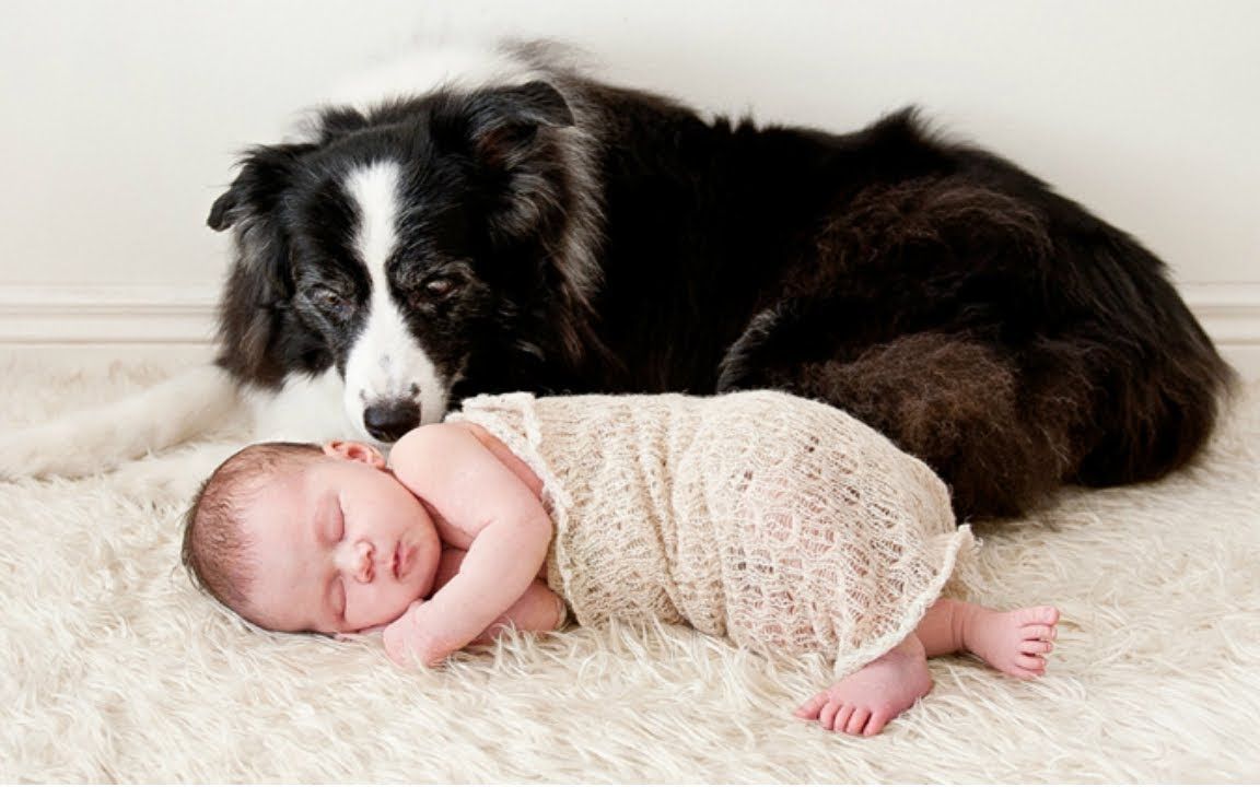 狗狗照顾宝宝狗狗爱宝宝编译成萌萌哒