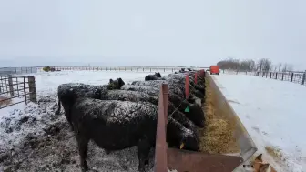 Video herunterladen: 美国农场雪地肉牛放牧