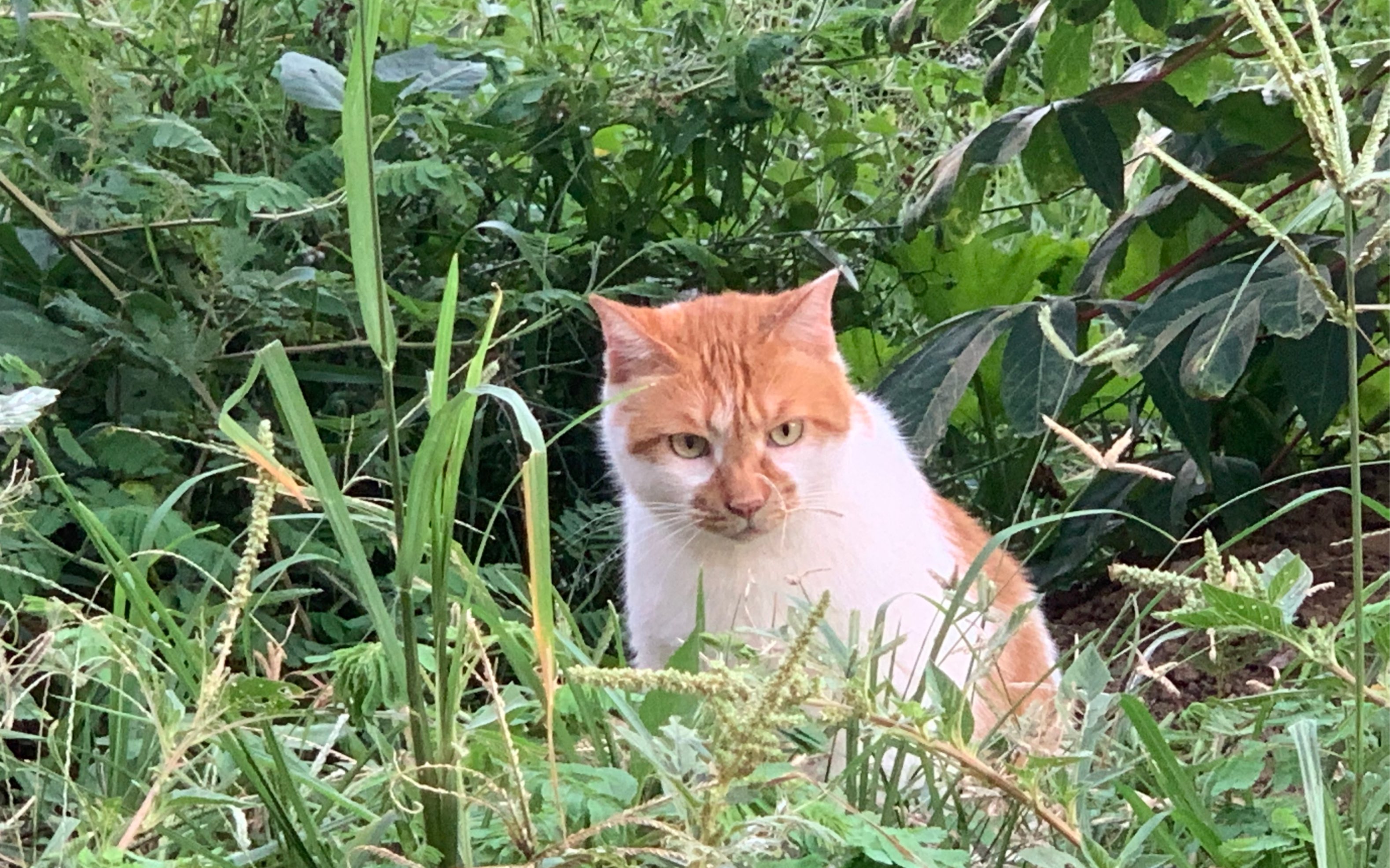 活动作品橘猫捕捉一只刚洗完澡就出门吃草的老虎