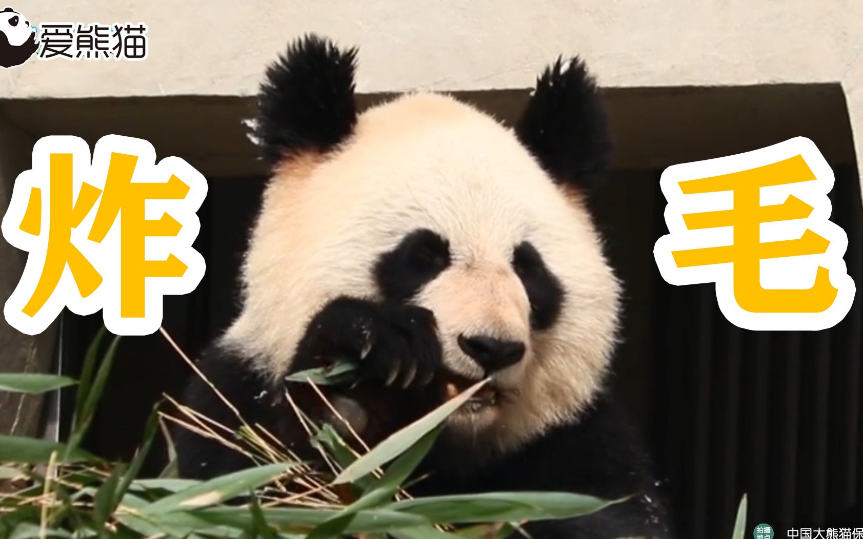 耳朵炸毛熊猫乖巧吃播