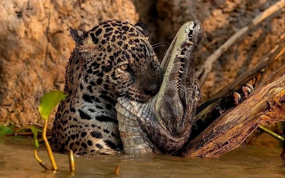 美洲虎猎杀凯门鳄,黑凯门鳄,危地马拉鳄