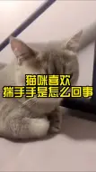 Download Video: 猫咪喜欢揣手手是怎么回事？