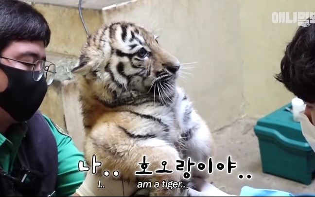 太可爱了趴 小老虎姐弟俩 第一次打针