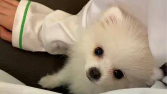 两个月的博美宝宝有多聪明！
