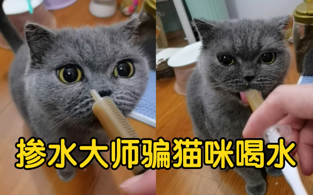 【蔻蔻】当个掺水大师,骗猫咪喝水哔哩哔哩bilibili