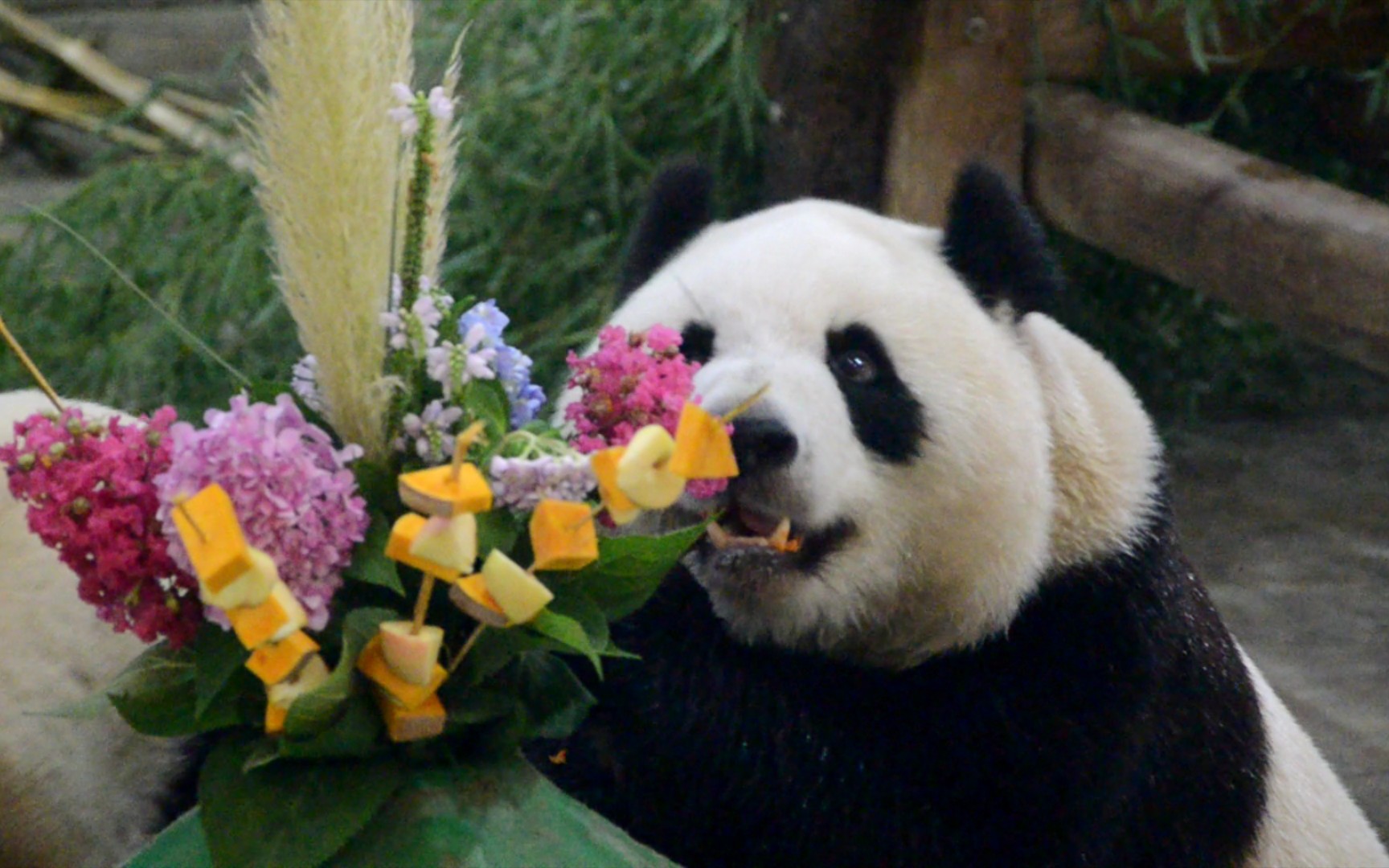 动物的花衣裳熊猫图片