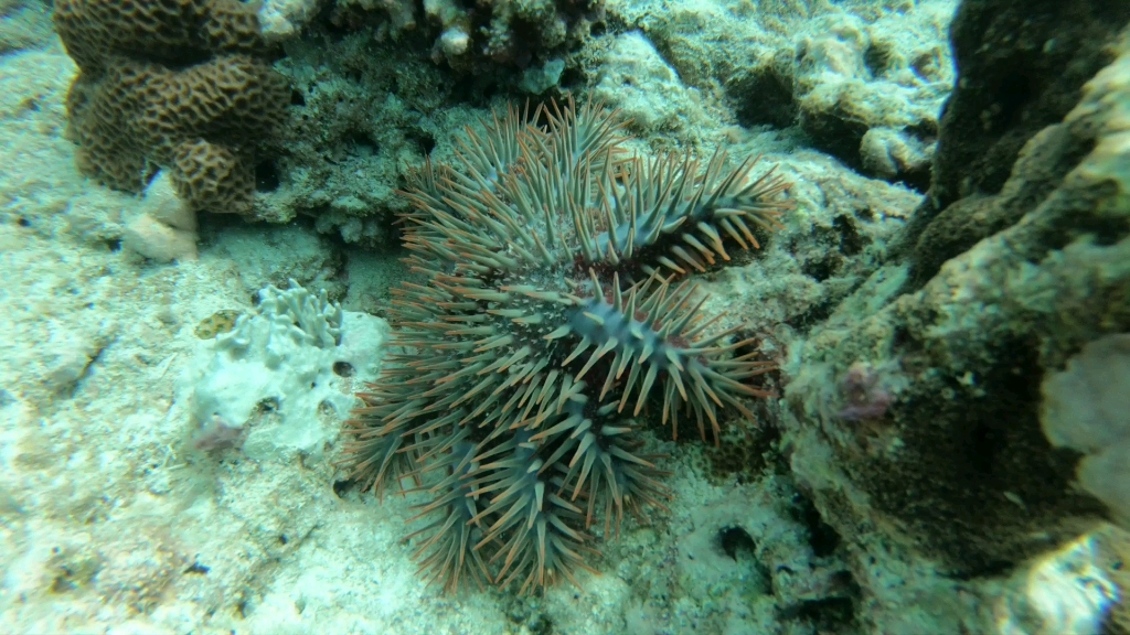 呵护蔚蓝-扫黑除恶干掉魔鬼海星