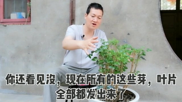 [图]幸福树落叶别害怕，把握修剪季节，一年爆盆