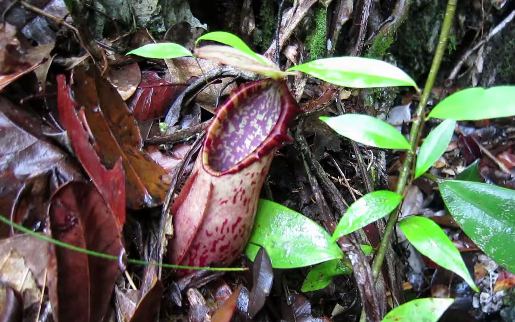 【搬运】巴乌(bau)的野生诺斯猪笼草(摄于2013)