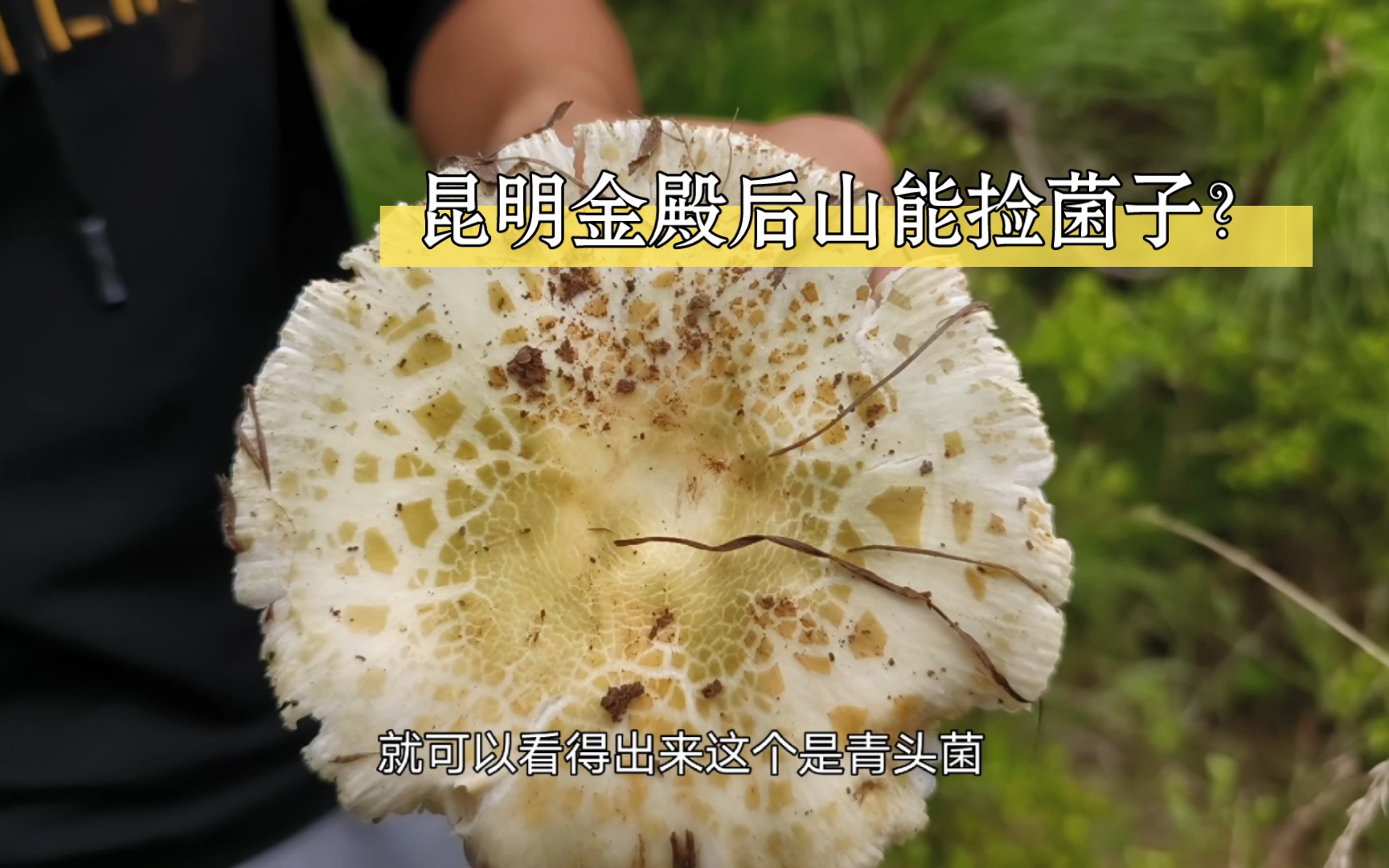 昆明金殿后山能捡到菌子?哔哩哔哩bilibili