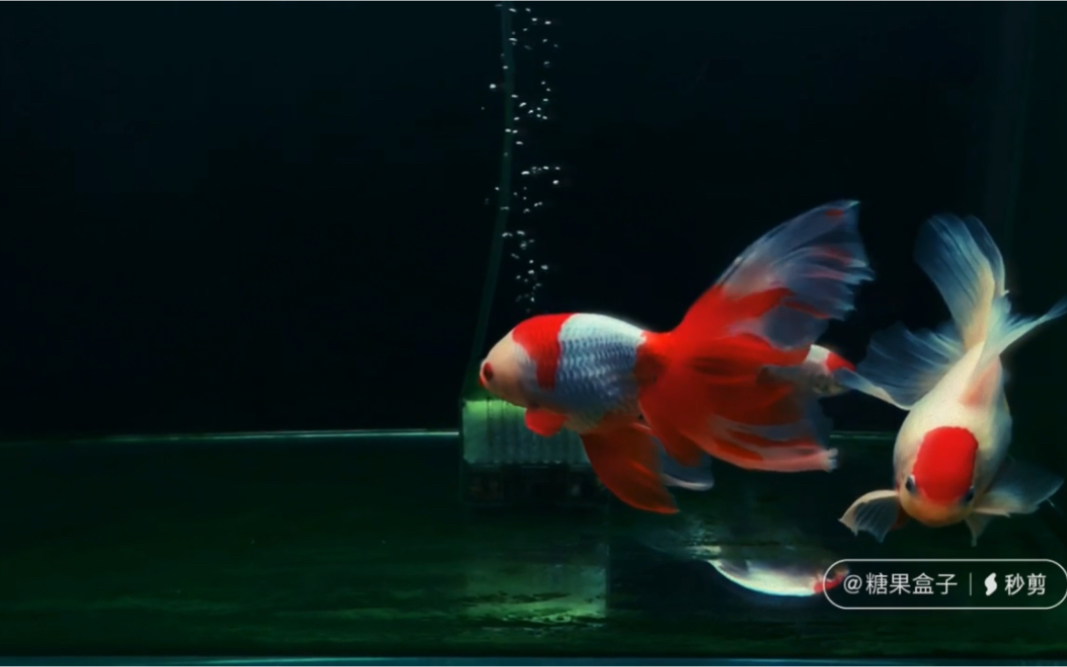 传统金鱼,丹凤金鱼,红白丹凤