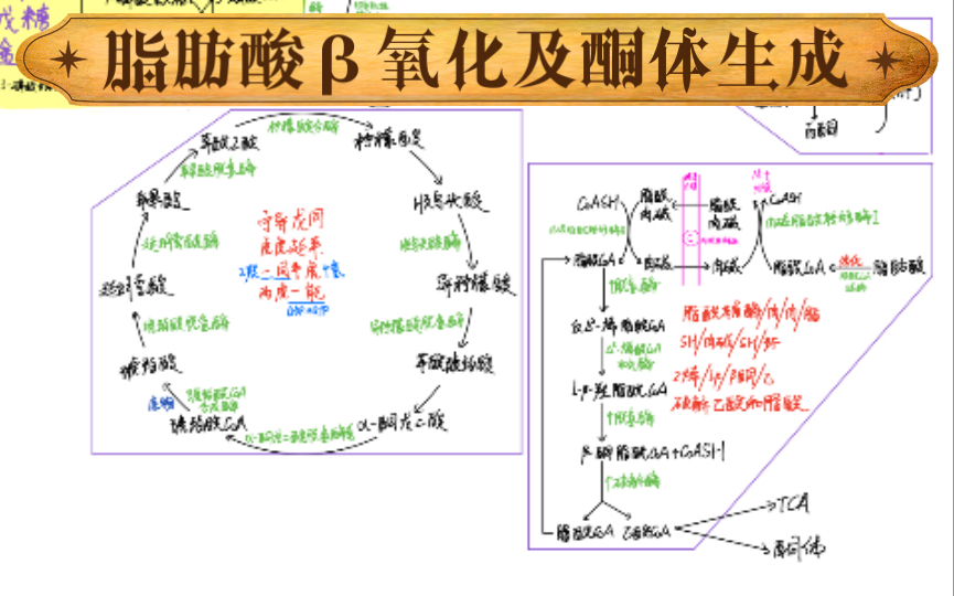 生化代谢之脂肪酸𐧥Œ–/酮体的生成及生理意义/苯丙酮尿症病因哔哩哔哩bilibili