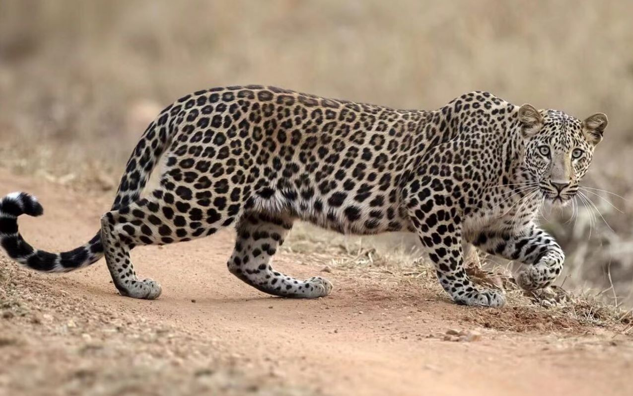 非洲马赛马拉偶遇的花豹萌翻了所有人原来你是这样的花豹