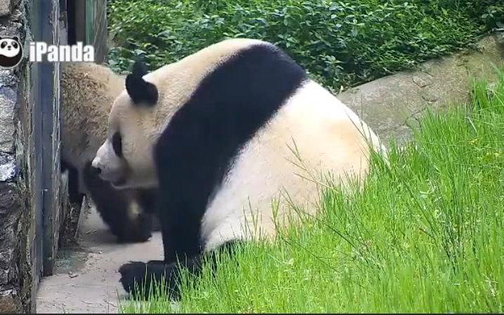 [图]20180622_《大熊猫妃妃仔》我们妃妃仔和麻麻的姿 势一毛一样，太可爱了