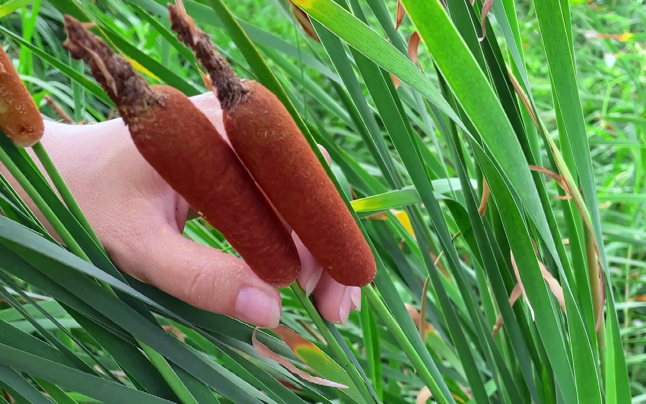 长得像＂香肠＂的植物叫香蒲,全株都有着极高的应用价值哔哩哔哩bilibili