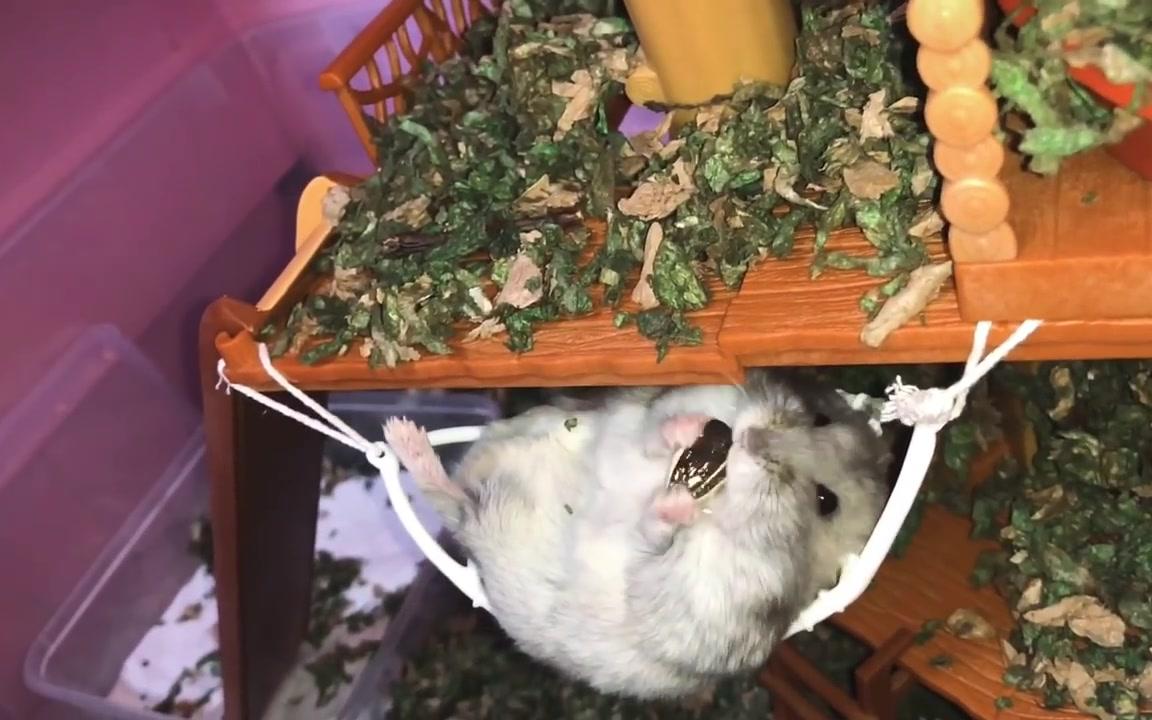【搬仓鼠】仓鼠躺在小吊床上嗑瓜子儿