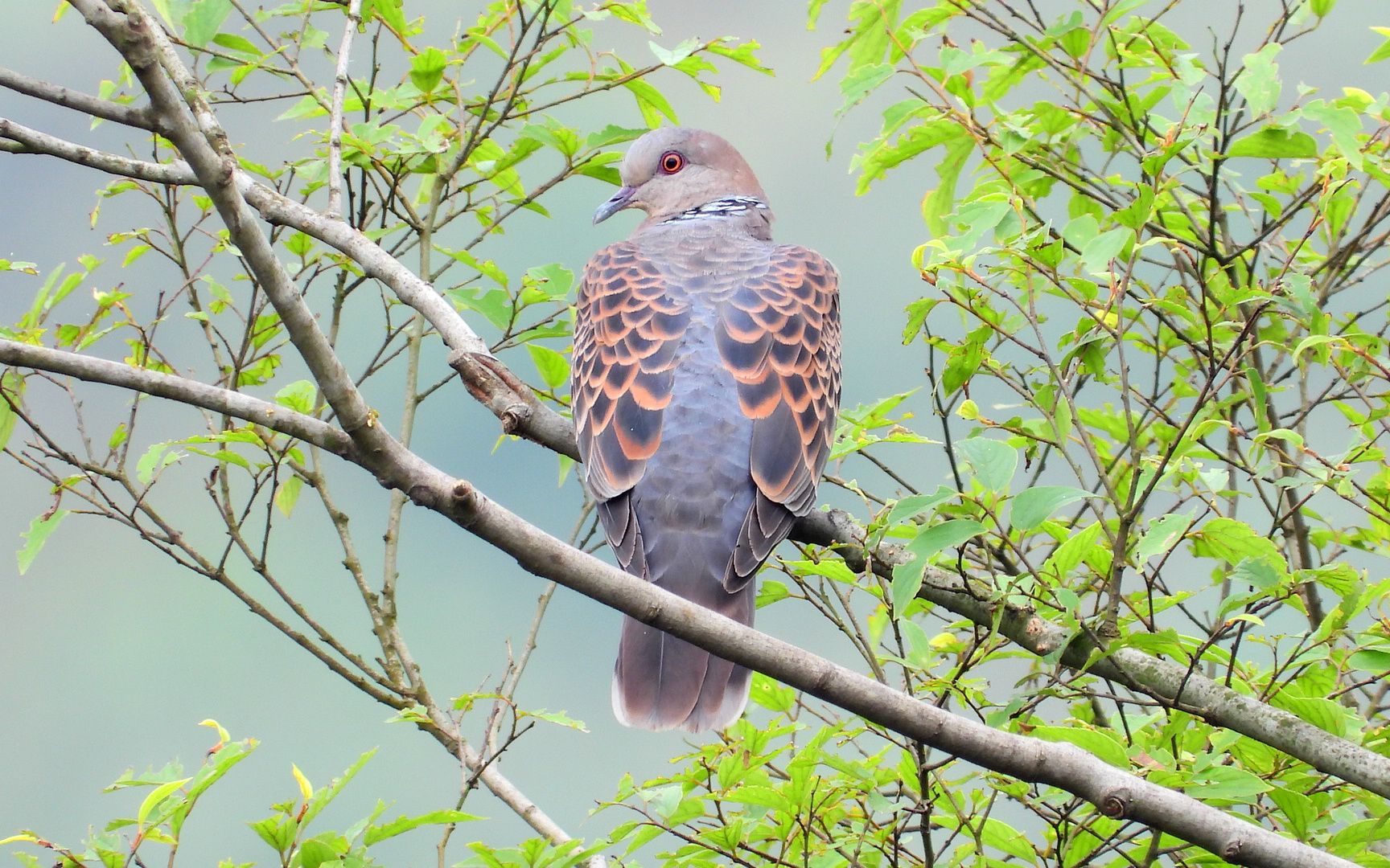 远距离拍摄漂亮的鱼鳞斑鸠,附近有好听的乌鸫叫声_哔哩哔哩_bilibili