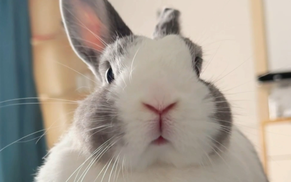 一睁眼看到一坨肥兔^_61