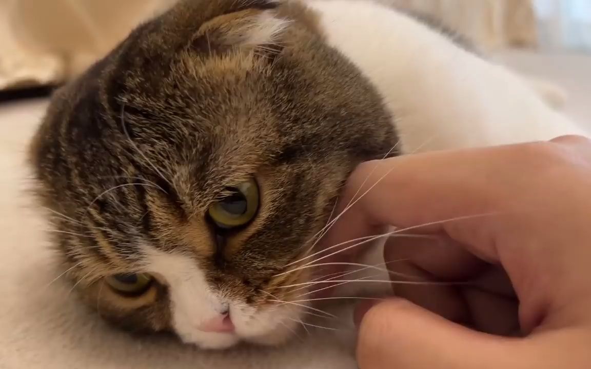 猫ちゃんの触られると気持ちいいホ92イント講座【そんなものない】