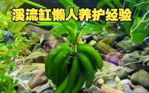 🐟溪流缸懒人养护经验，毫无保留分享