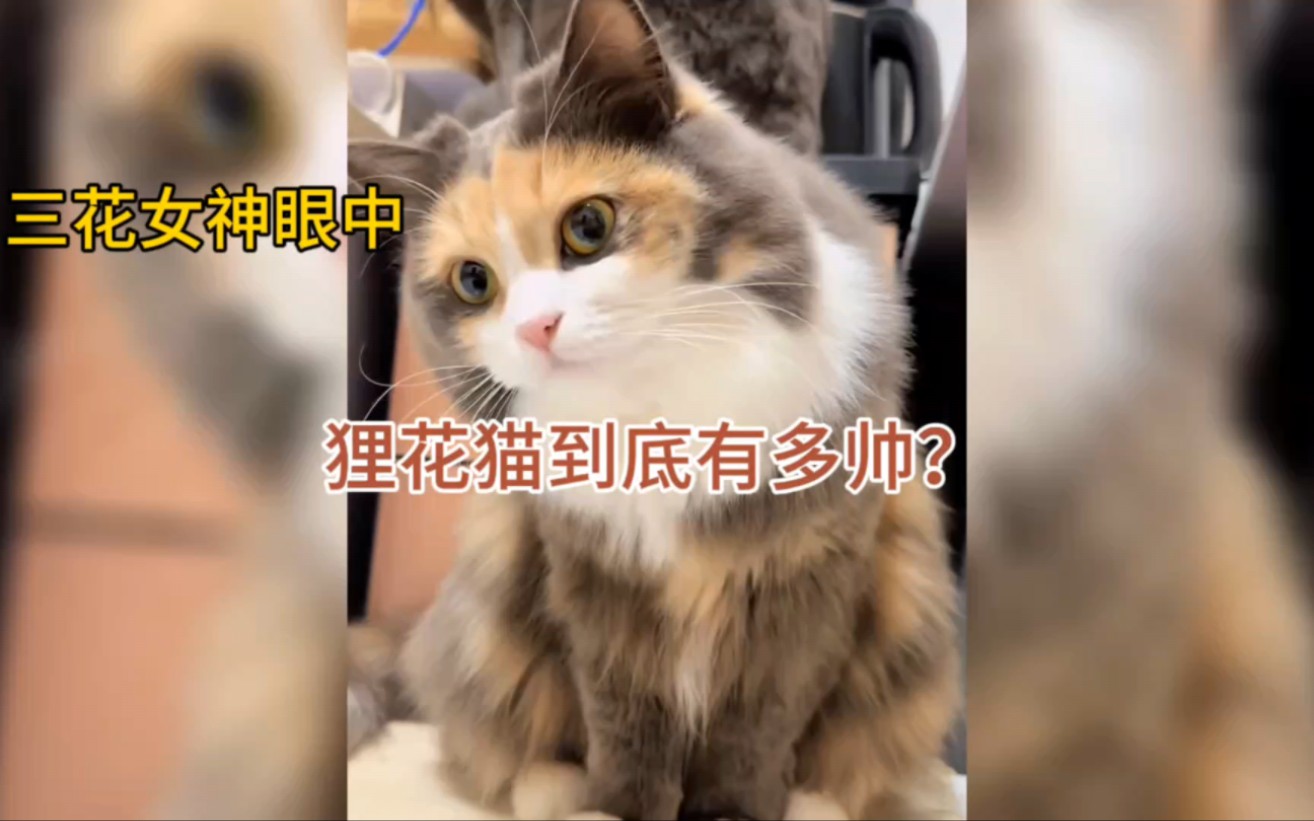 [图]在三花女神眼里，狸花猫到底有多帅？